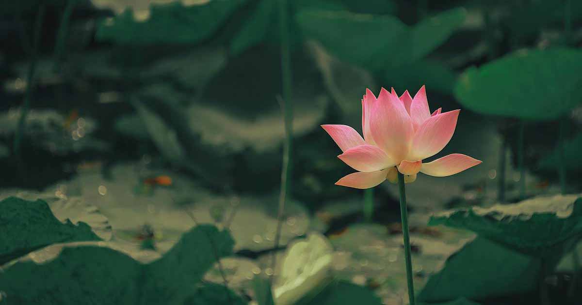 vajraCalendar_lotus